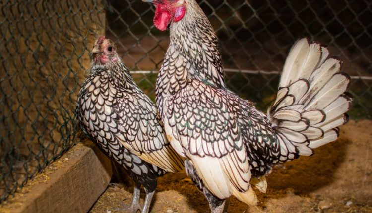 Joia do Galinheiro: Conheça a Sebright, a raça com "arte" nas penas