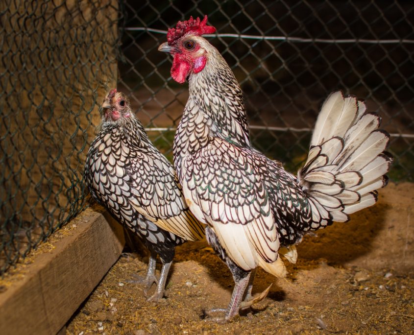 Joia do Galinheiro: Conheça a Sebright, a raça com "arte" nas penas