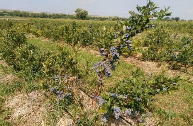 Produção agrícola na Ucrânia