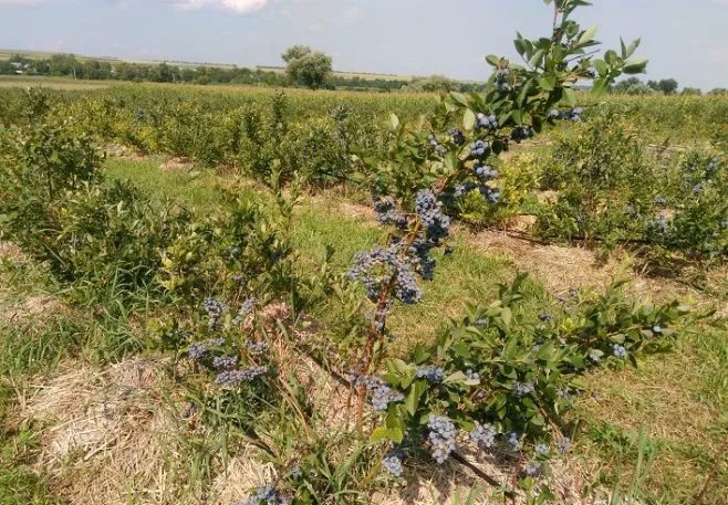 Produção agrícola na Ucrânia