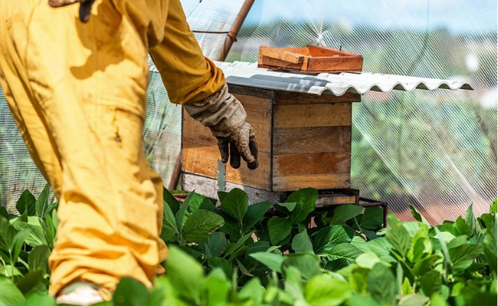 Dia Nacional das abelhas: polinizadores elevam produtividade da soja em até 13%