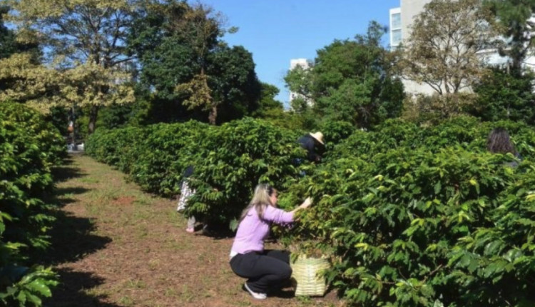 O Instituto Biológico mantém cerca de 2.200 pés de café em uma área de 10 mil m², abrigando seis variedades, entre elas o bourbon amarelo, mundo novo e catuaí. Foto: Instituto Biológico/Flickr