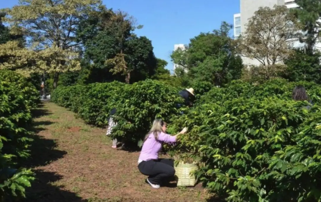 O Instituto Biológico mantém cerca de 2.200 pés de café em uma área de 10 mil m², abrigando seis variedades, entre elas o bourbon amarelo, mundo novo e catuaí. Foto: Instituto Biológico/Flickr