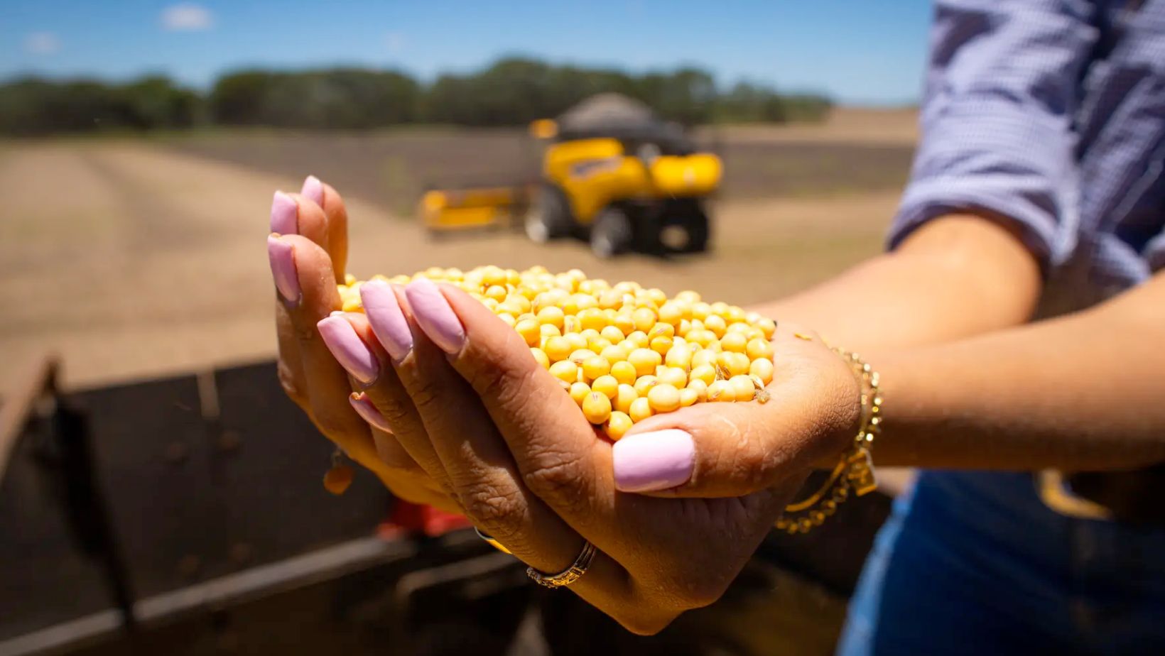 mao-feminina-mulher-com-graos-de-soja-na-mao-colheita-de-soja-fotao-dia-da-agricultura