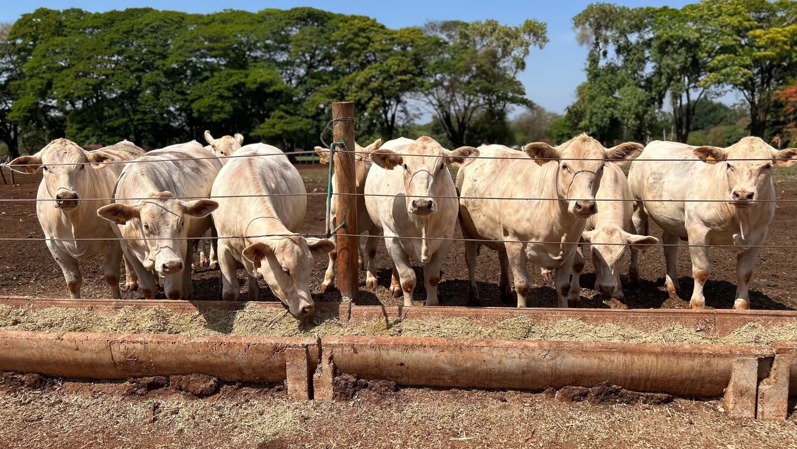 matrizes-novilhas-da-raca-canchim-no-iz-de-sertaozinho-pcad-tea 1