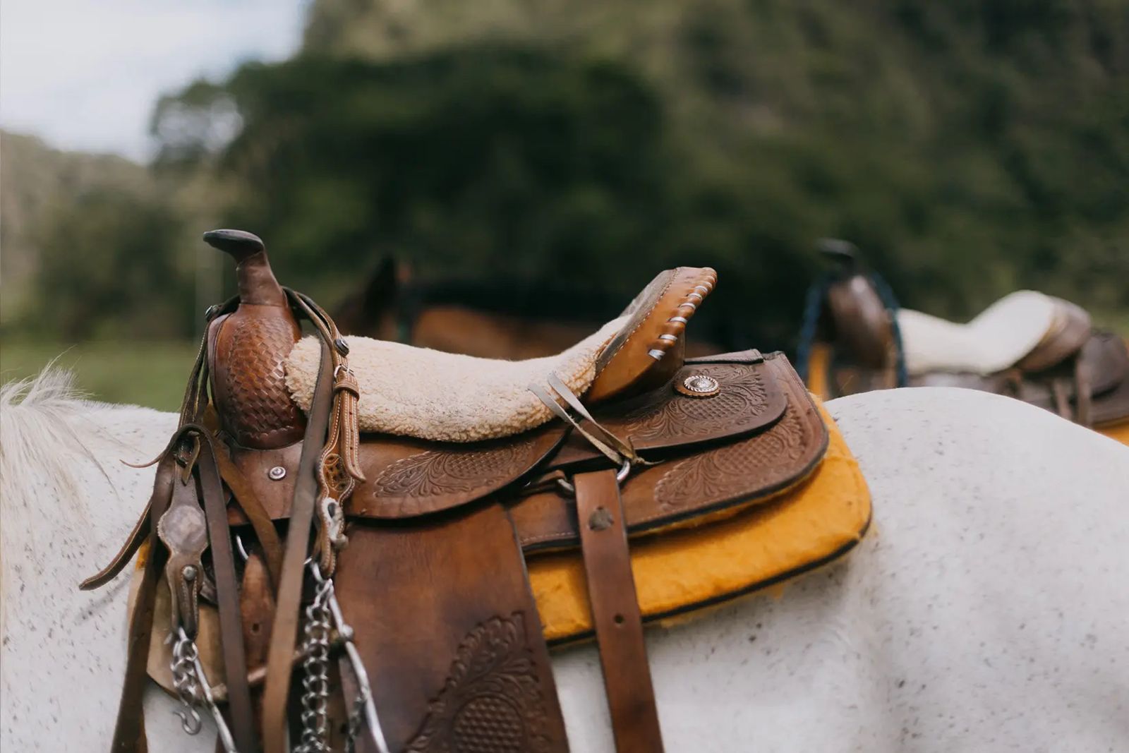 melhores selas para cavalos