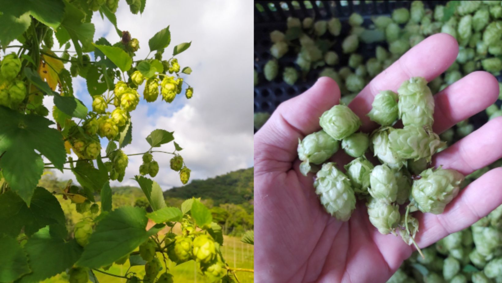 Ingrediente é responsável pelo aroma e sabor da cerveja (foto: Levi Pompermayer Machado/Unesp)