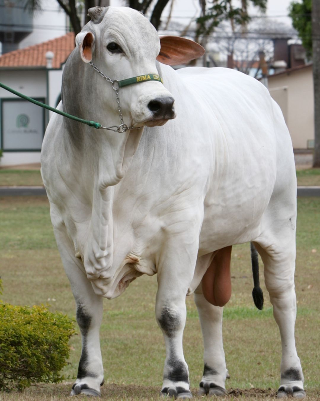 racadores Touro Nelore PO Kayak TE Mafra