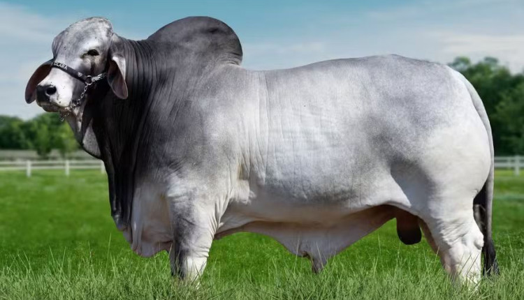 touro brahman