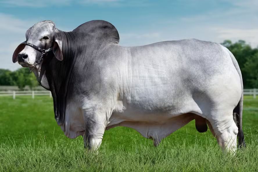touro brahman