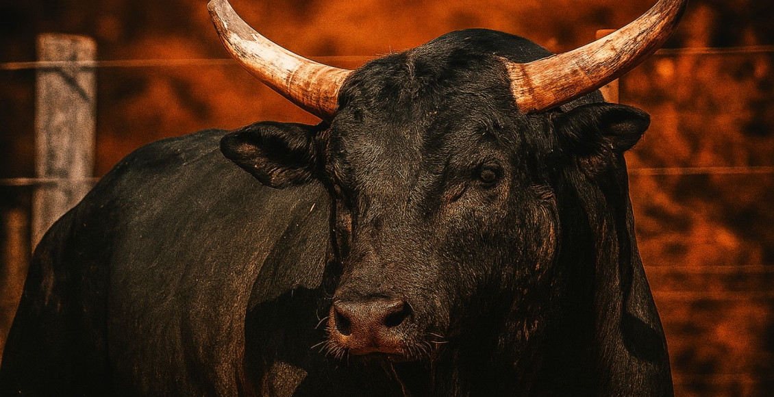 touro de rodeio Mickey Mouse da Cia California - pbr brazil