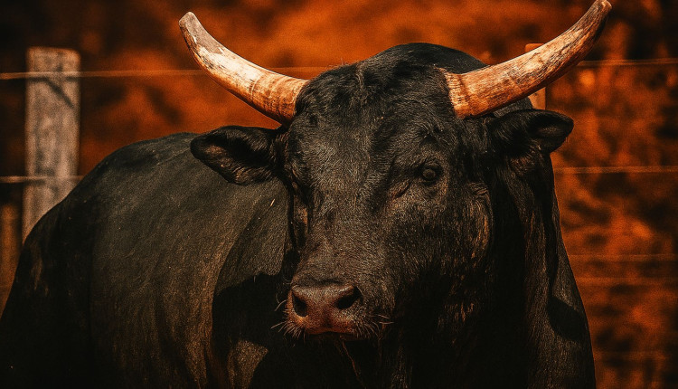 touro de rodeio Mickey Mouse da Cia California - pbr brazil