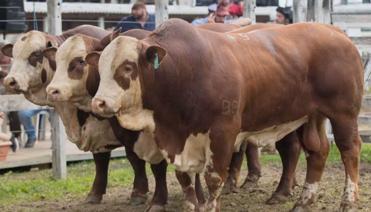 touros da raca braford