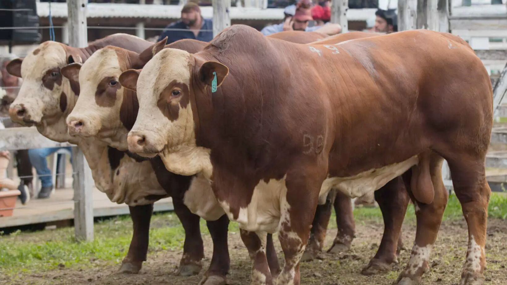 touros da raca braford