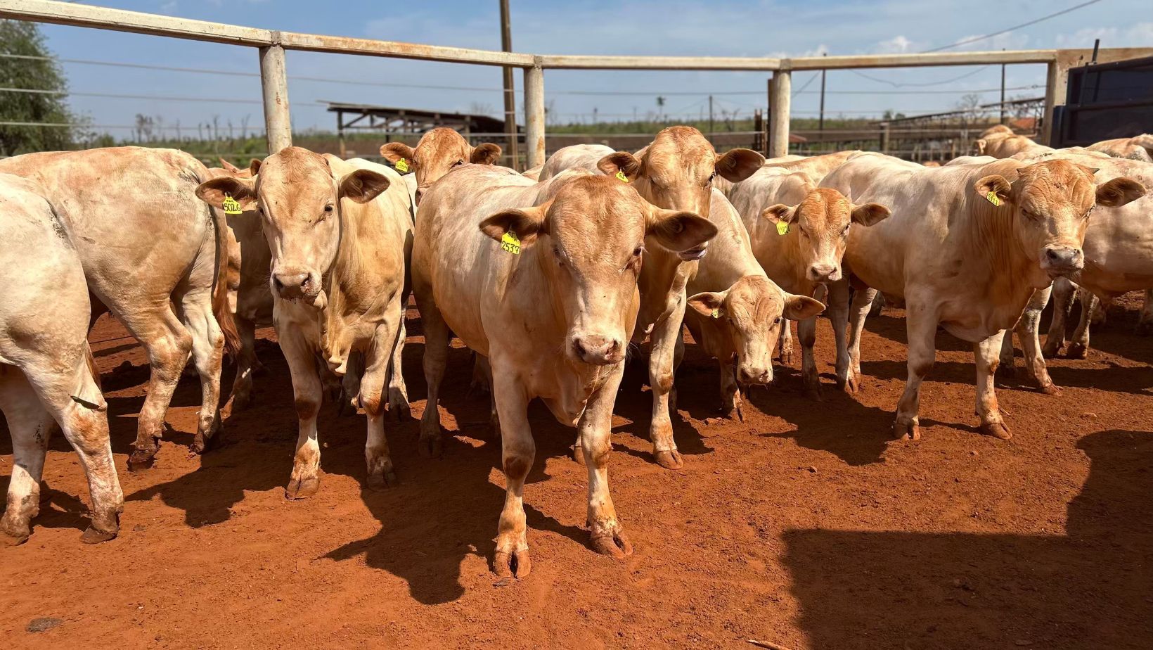 touros-da-raca-canchim-no-iz-de-sertaozinho-pcad-tea-10