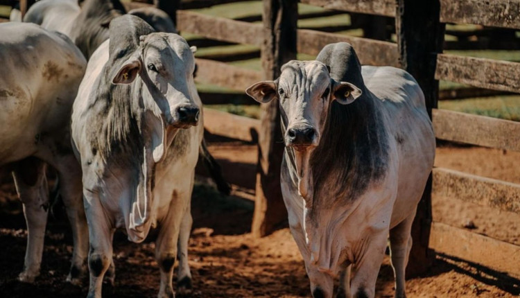 touros nelore po no curral boi gordo fotao