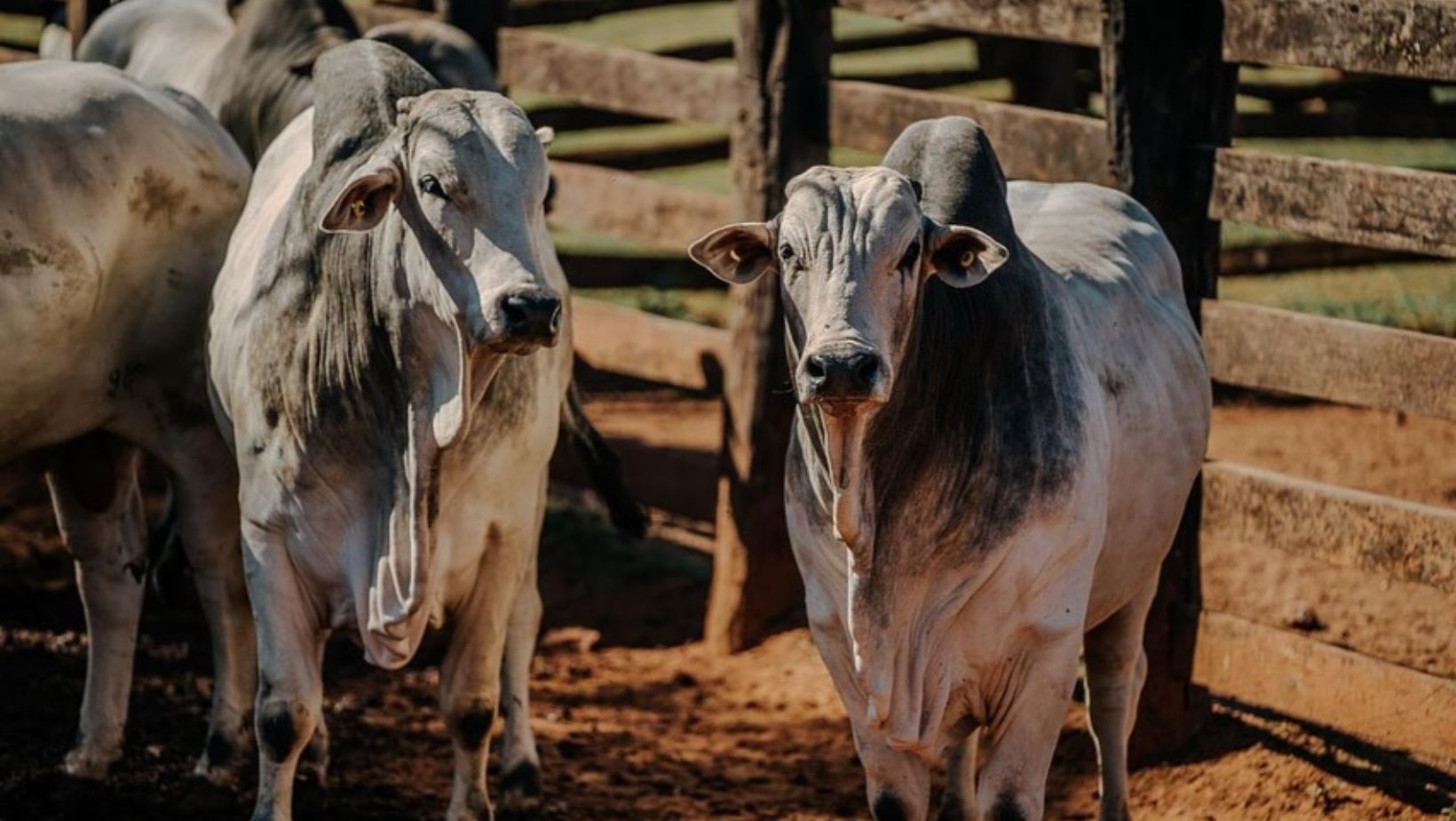 touros nelore po no curral boi gordo fotao