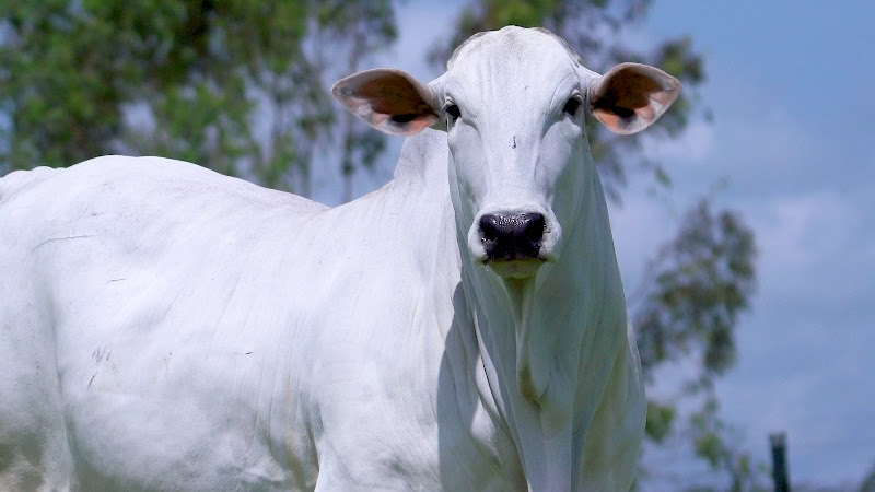 Agro FTI celebra crescimento em faturamento com série de leilões