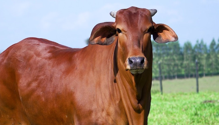 Agro FTI celebra crescimento em faturamento com série de leilões