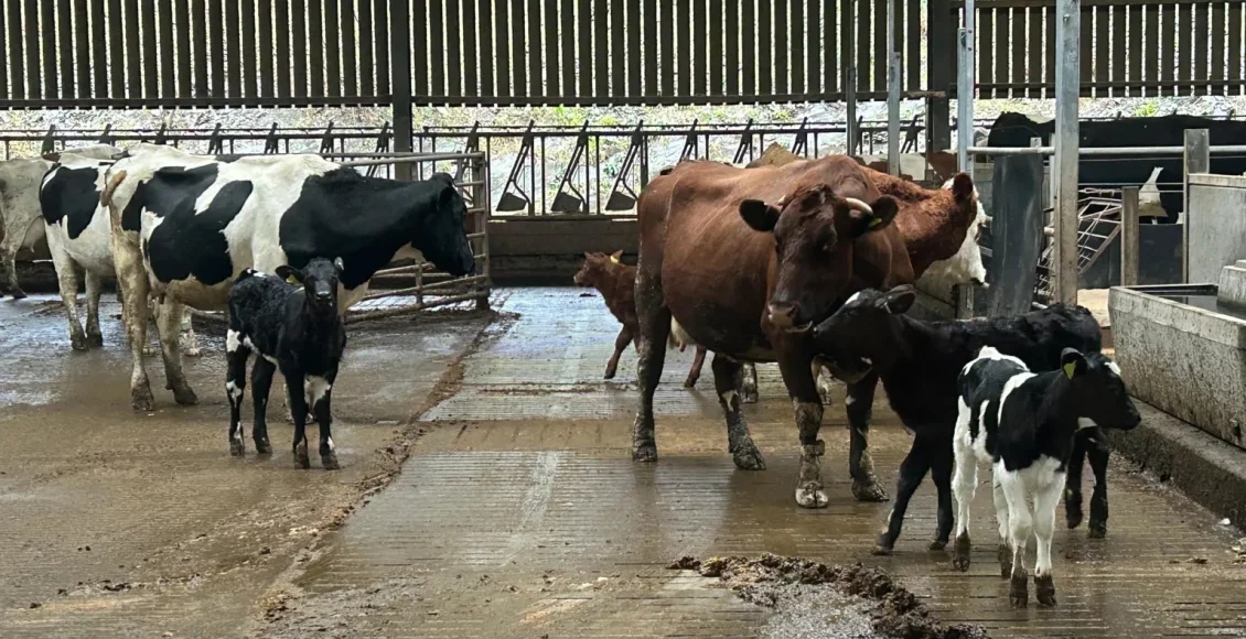 Fazendeiro escocês mantém vacas e bezerros juntos por até seis meses, melhora indicadores de bem-estar e produtividade e agora pede apoio do governo para ampliar o modelo.