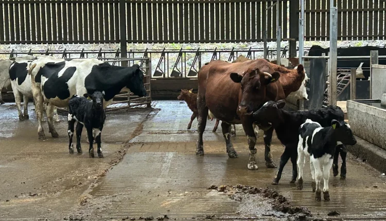 Fazendeiro escocês mantém vacas e bezerros juntos por até seis meses, melhora indicadores de bem-estar e produtividade e agora pede apoio do governo para ampliar o modelo.