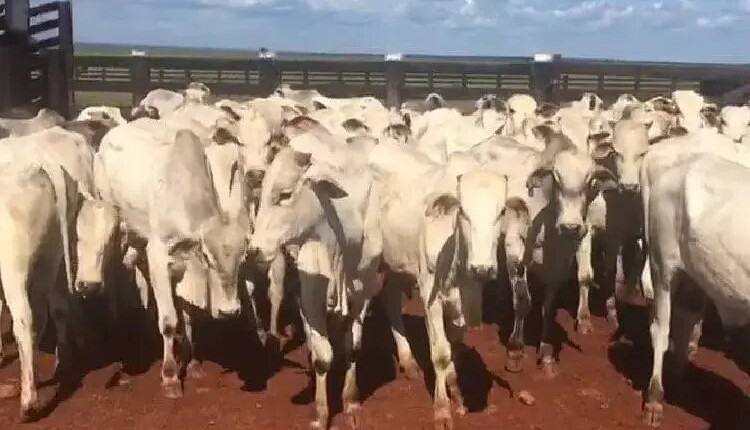 Prejuízo milionário: 88 cabeças de gado são furtadas de fazenda na zona rural de Jaru (RO)