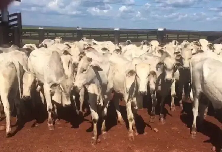 Prejuízo milionário: 88 cabeças de gado são furtadas de fazenda na zona rural de Jaru (RO)