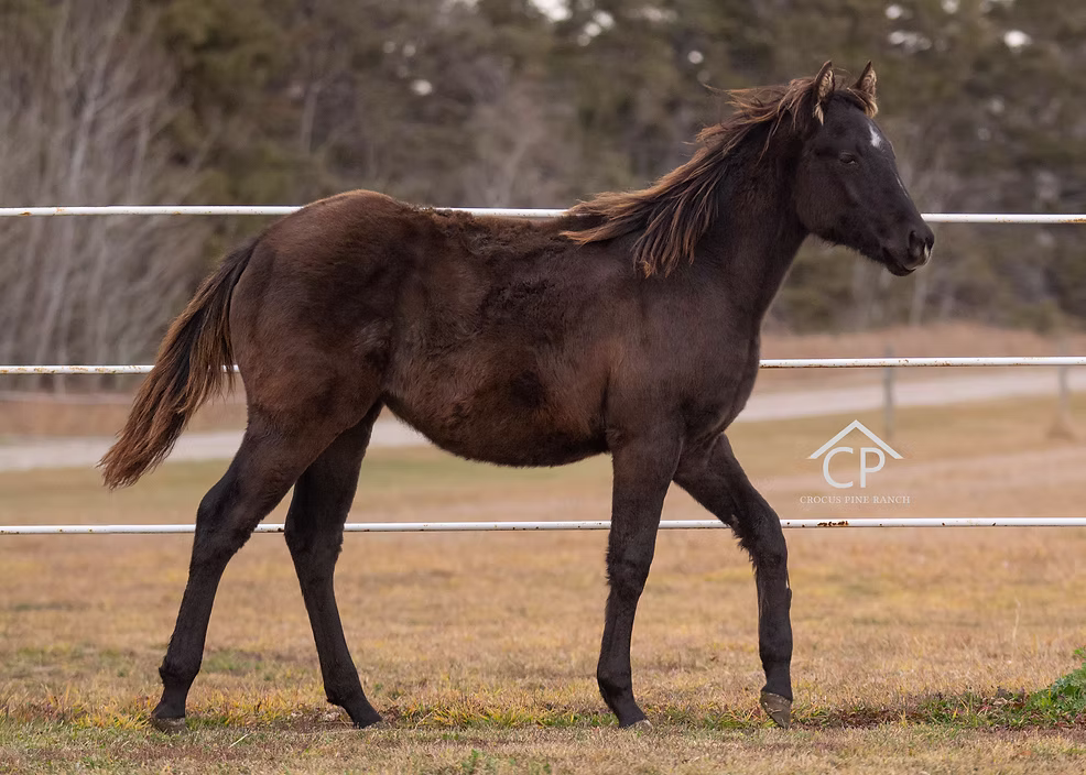 Você acha esse cavalo preto ou Smoky Black? Descubra o mistério por trás do gene creme