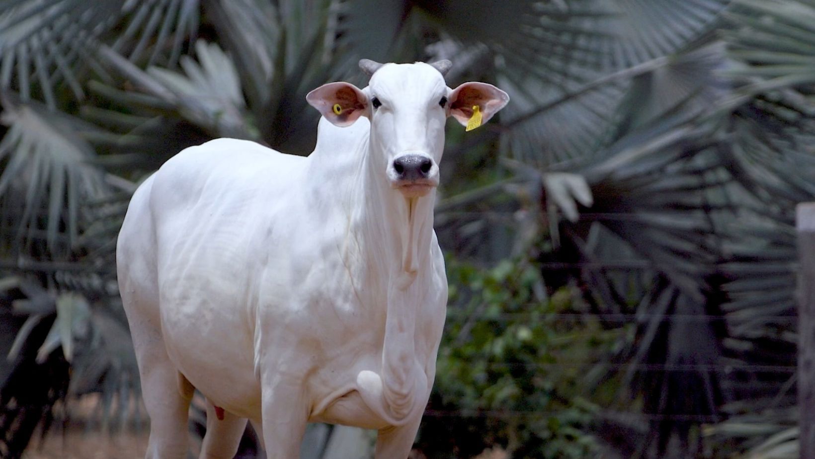 10965 FIV da Cometa, filha de REM Hermoso
