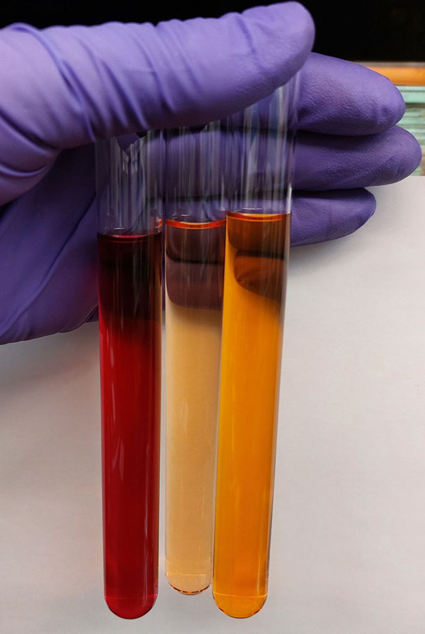 Fungo brasileiro produz substância inédita e mais potente que glifosato