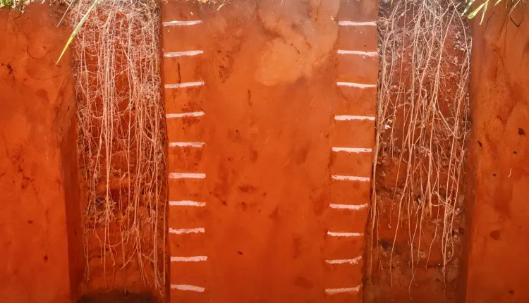 Forrageiras tem papel de destaque na melhoria da fertilidade do solo, durante e após a safra agrícola