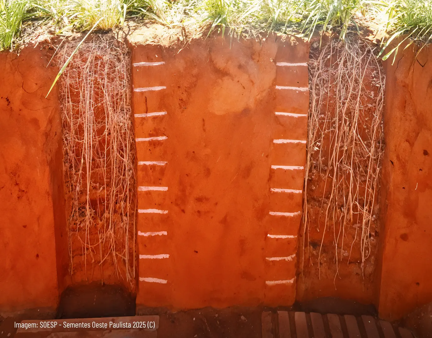 Forrageiras tem papel de destaque na melhoria da fertilidade do solo, durante e após a safra agrícola