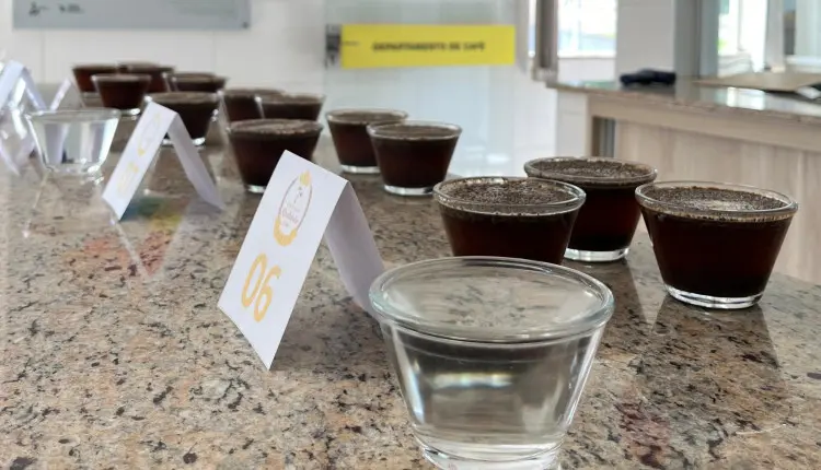 Safra 2025: cafés recebidos pela Coopercam surpreendem pela qualidade