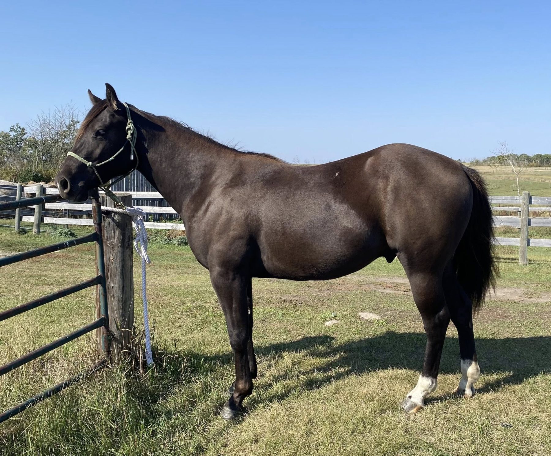 Você acha esse cavalo preto ou Smoky Black? Descubra o mistério por trás do gene creme
