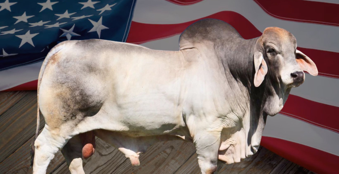 Brahman norte-americano - zebuino