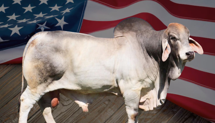 Brahman norte-americano - zebuino