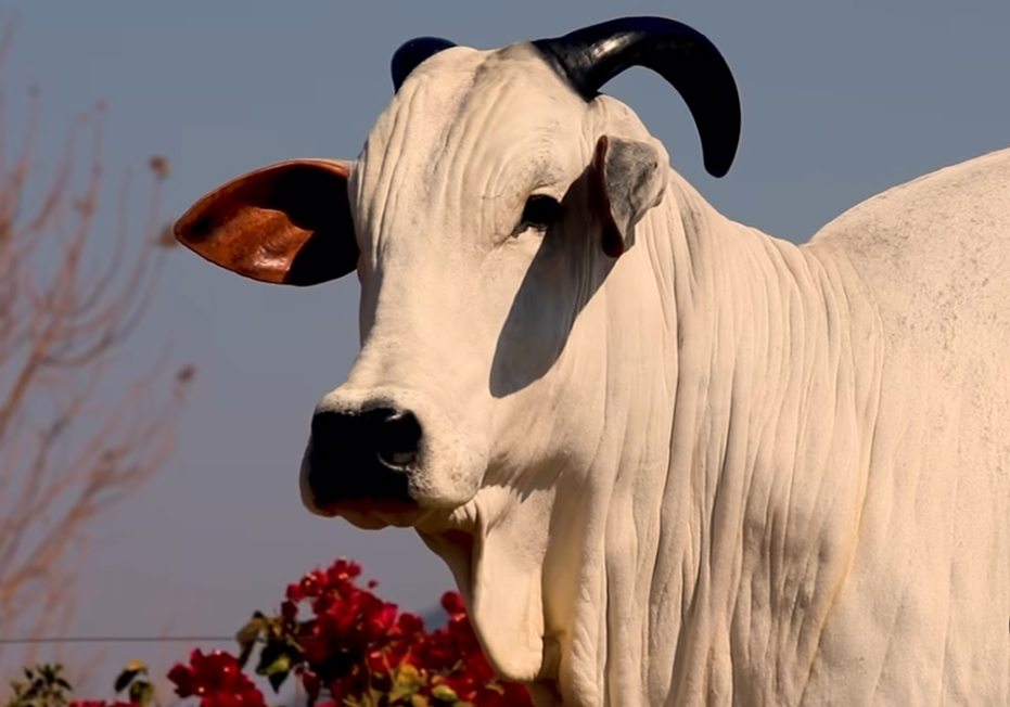 A melhor genética Nelore da Casa Branca Agropastoril no Leilão Collection Cataratas 