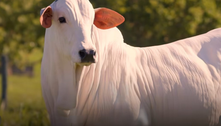 A melhor genética Nelore da Casa Branca Agropastoril no Leilão Collection Cataratas 