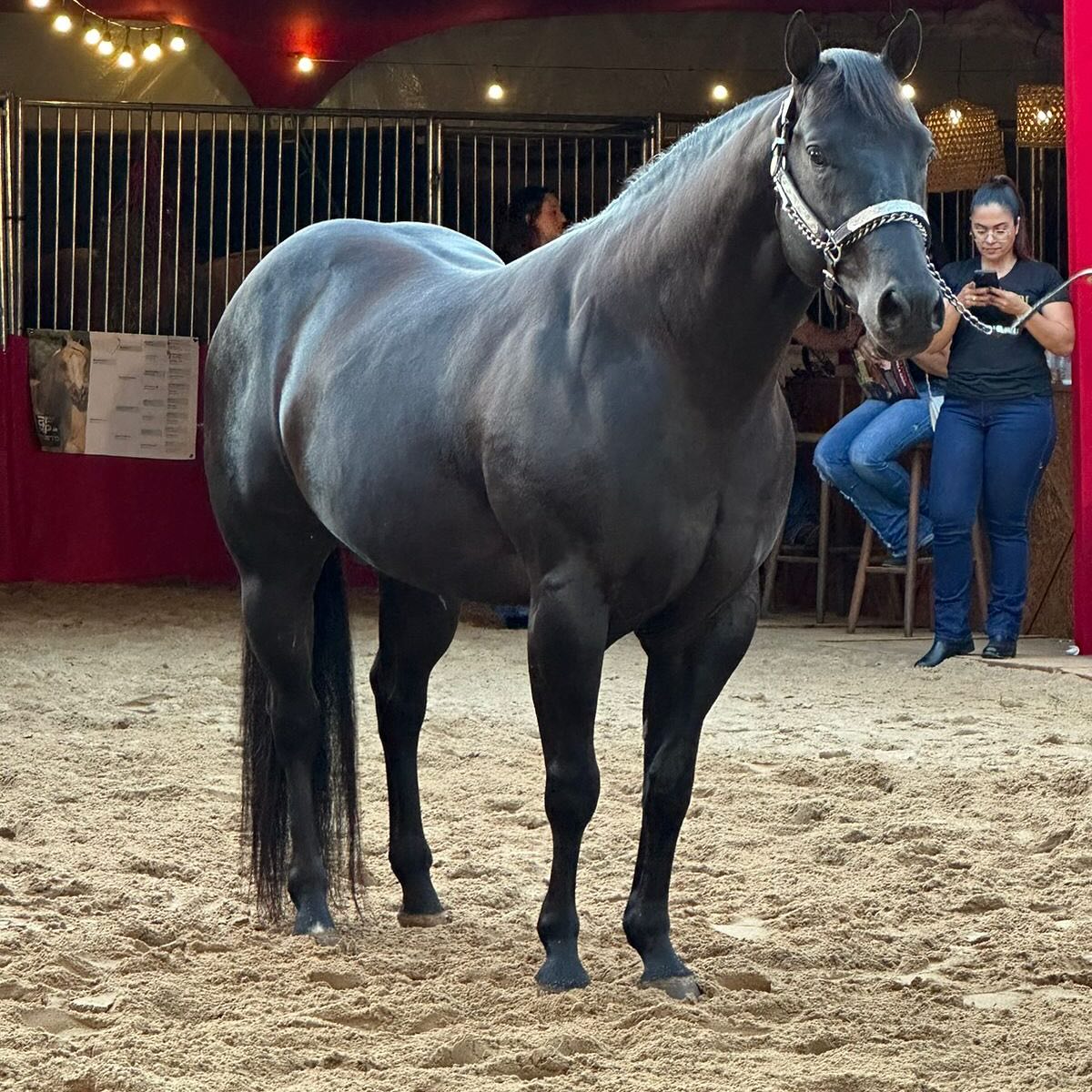 Dark Tag - o garanhao Quarto de Milha Preto Homozigoto