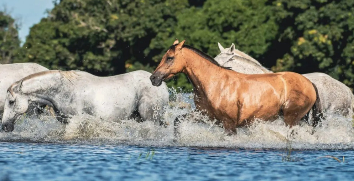 Cavalo pantaneiro ganha o mundo em série da National Geographic