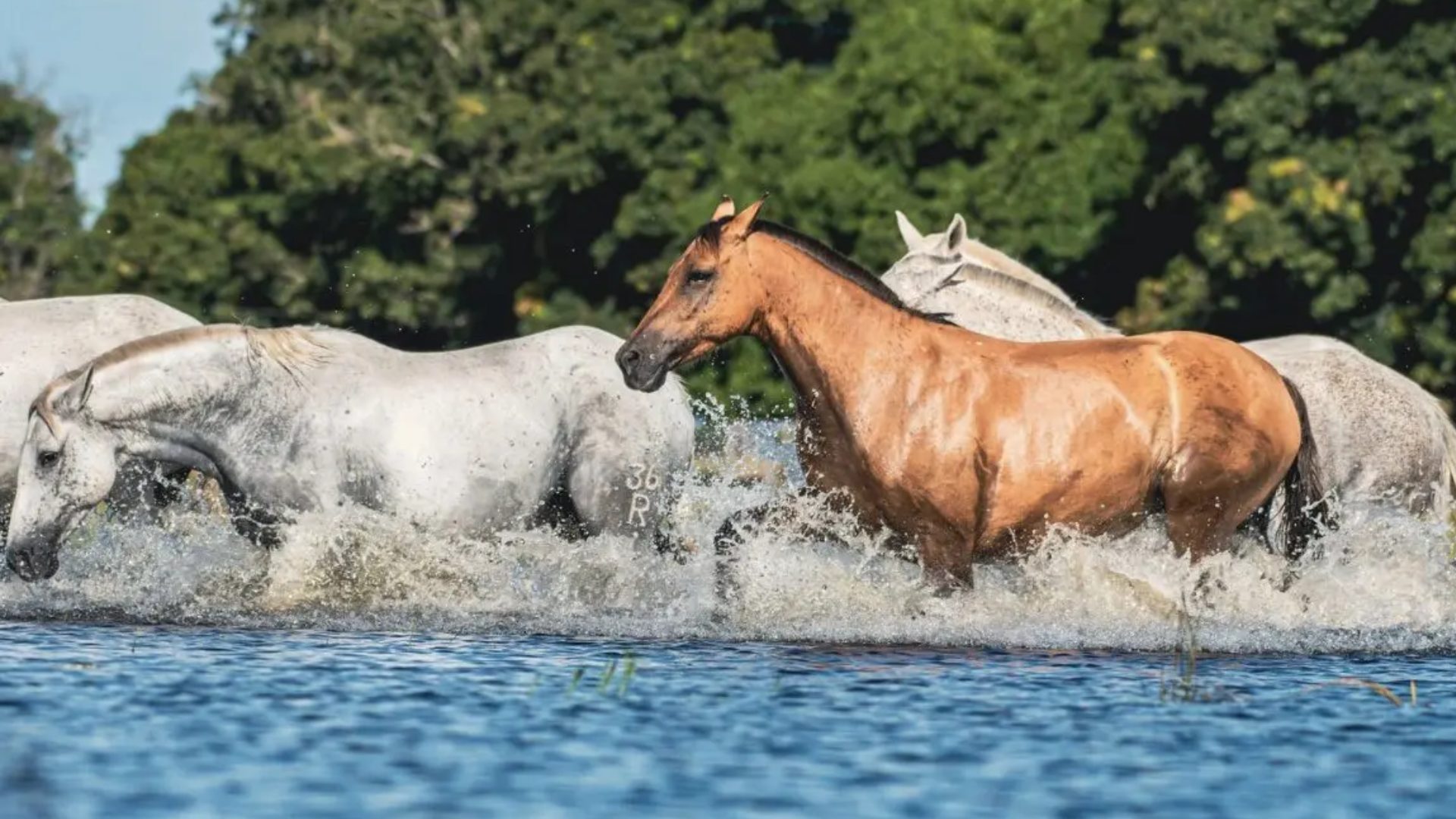 Cavalo pantaneiro ganha o mundo em série da National Geographic