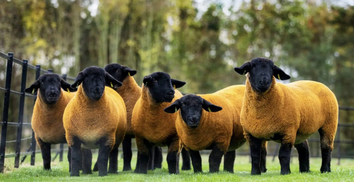 Conheça as misteriosas ovelhas amarelas da Europa