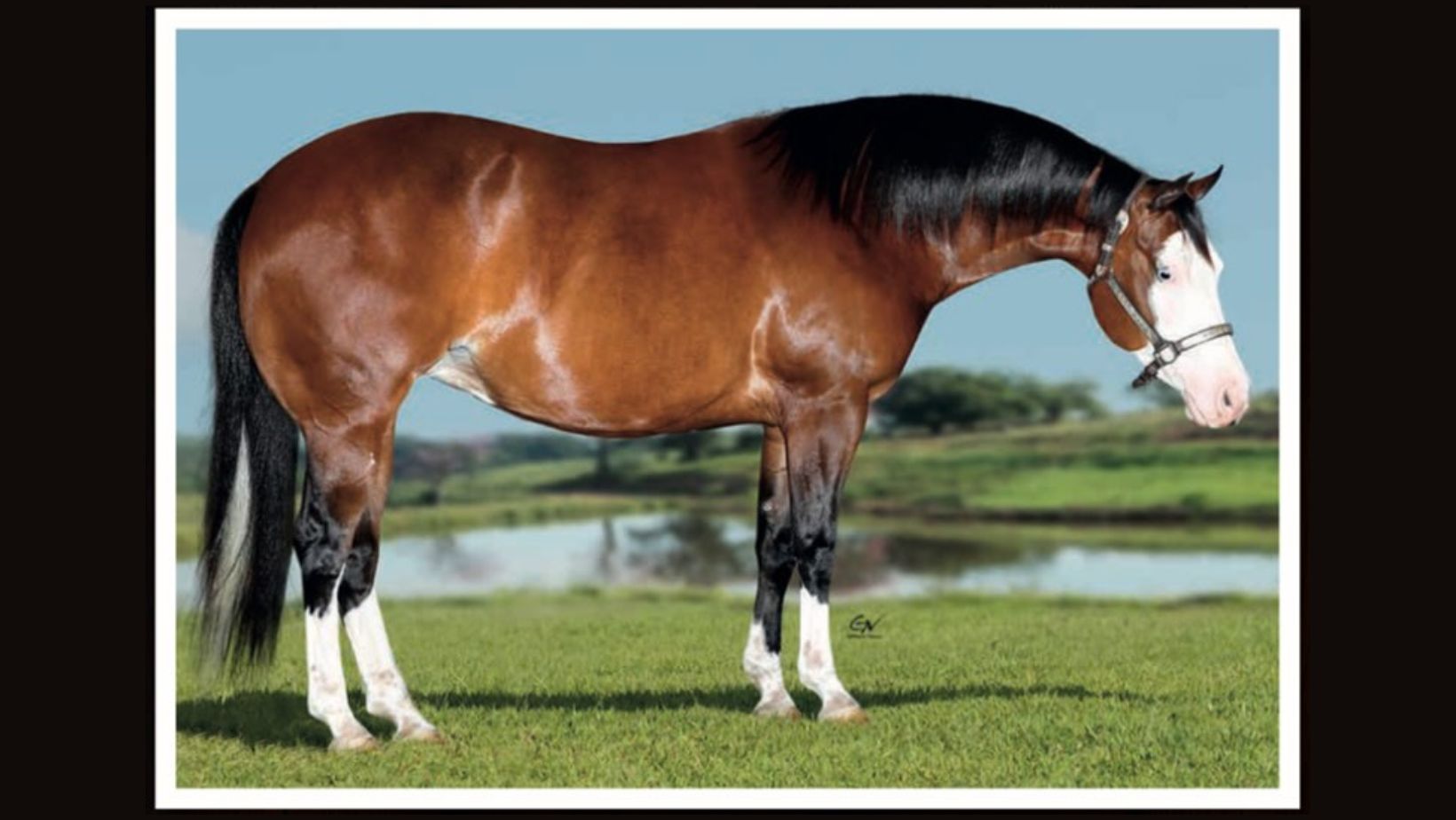 Egua Quarto de Milha - Chic Gotta Gun