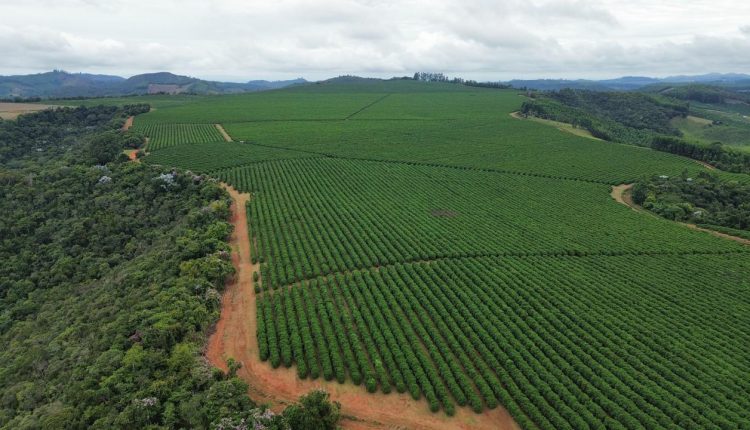 Pequenos cafeicultores mineiros elevam rentabilidade com gestão sustentável e inovação
