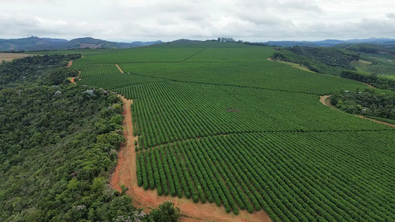 Pequenos cafeicultores mineiros elevam rentabilidade com gestão sustentável e inovação