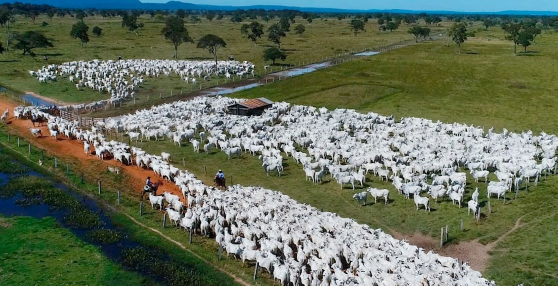 Fazenda do Grupo Nelore Cometa - Pantanal do Mato Grosso