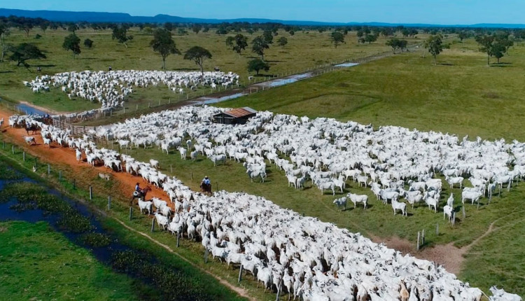 Fazenda do Grupo Nelore Cometa - Pantanal do Mato Grosso