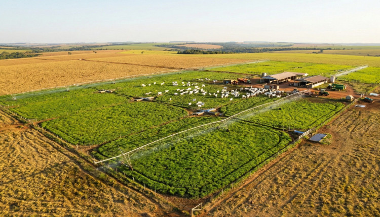 Especialista aponta técnica para otimizar a produção de gado em 500 hectares