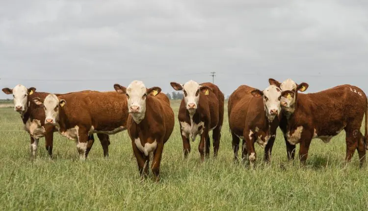 ABHB levará programa PampaPlus ao Universo Pecuária