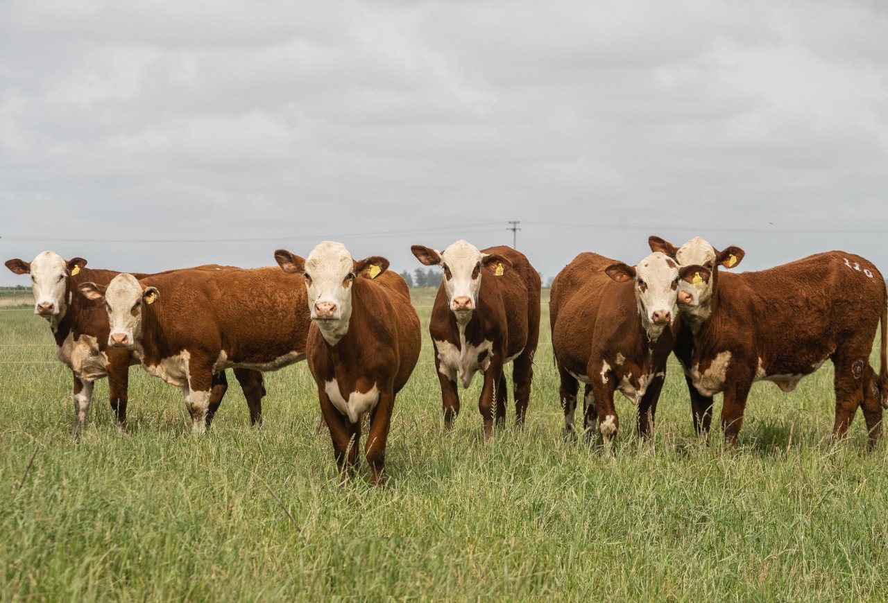 ABHB levará programa PampaPlus ao Universo Pecuária